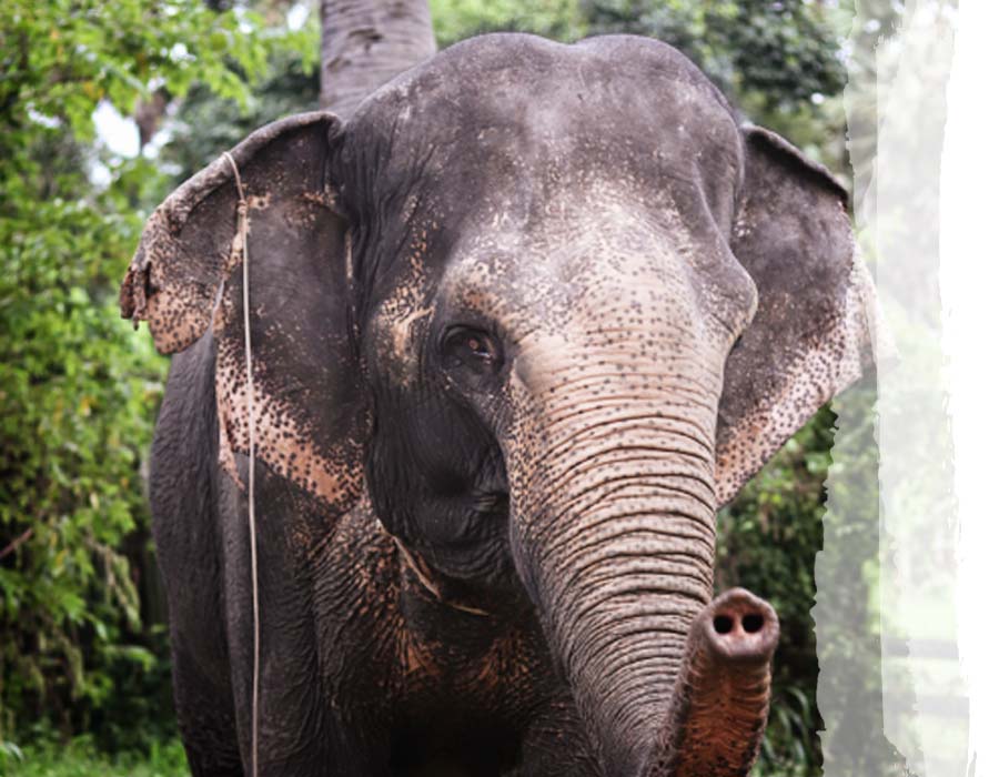 Photos-Elephants-Chi-Mean Itok