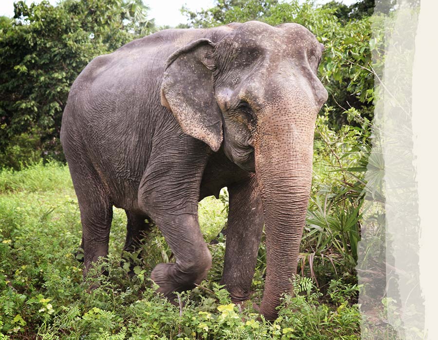 Photos-Elephants-Chi-Tan-2