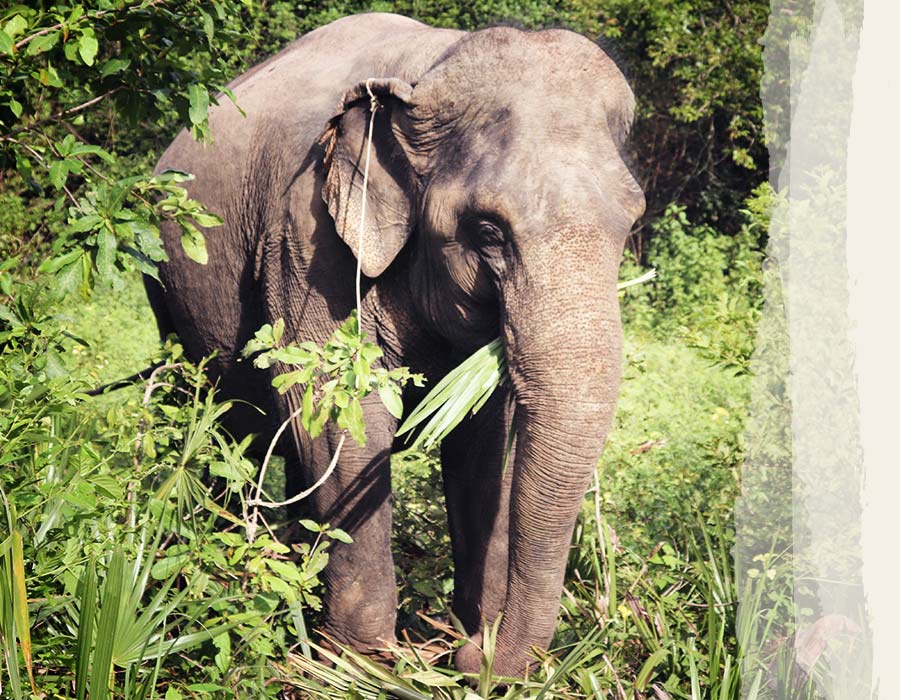 Photos-Elephants-Chi-Tem-2