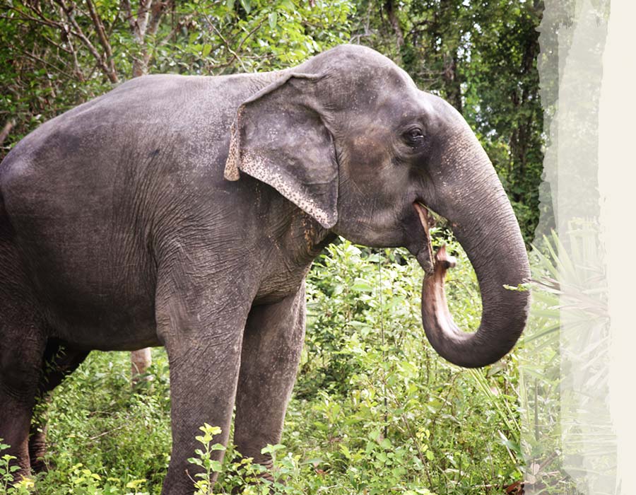 Photos-Elephants-Chi-Tone-2