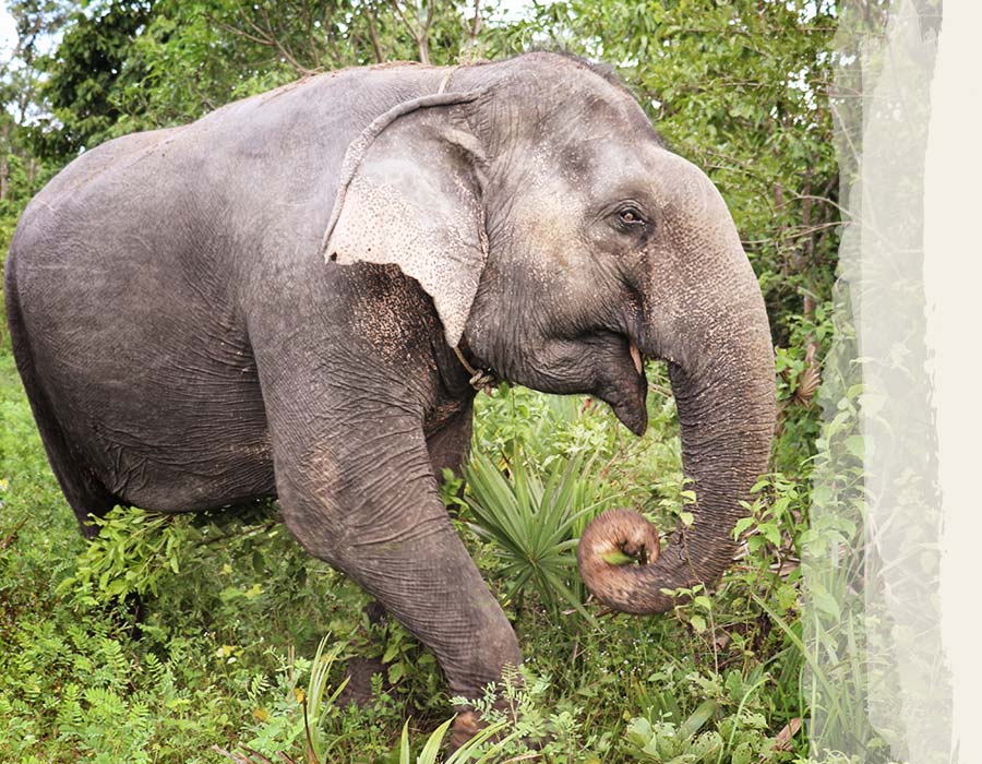 Photos-Elephants-Gomphoy-2
