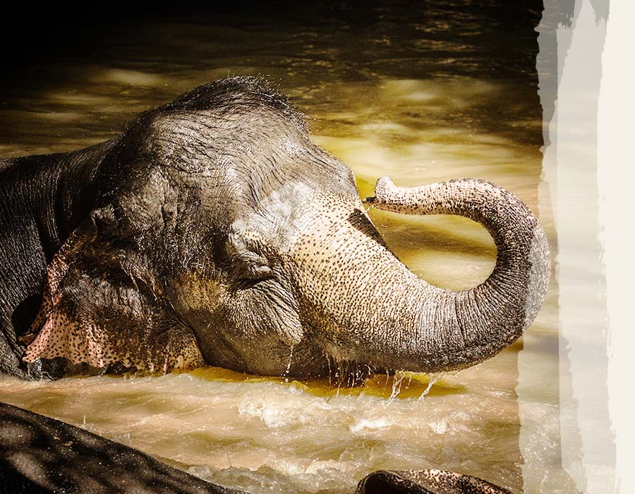 Photos-Elephants-I-Plock-2