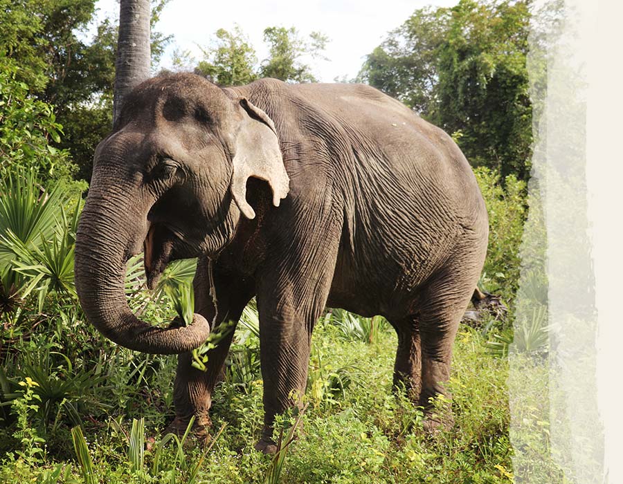 Photos-Elephants-Savath-2