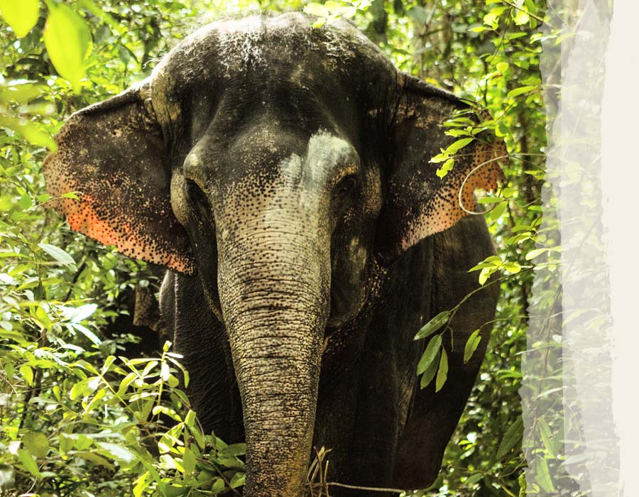 Photos-Elephants-Chi-Youl Chi Youl