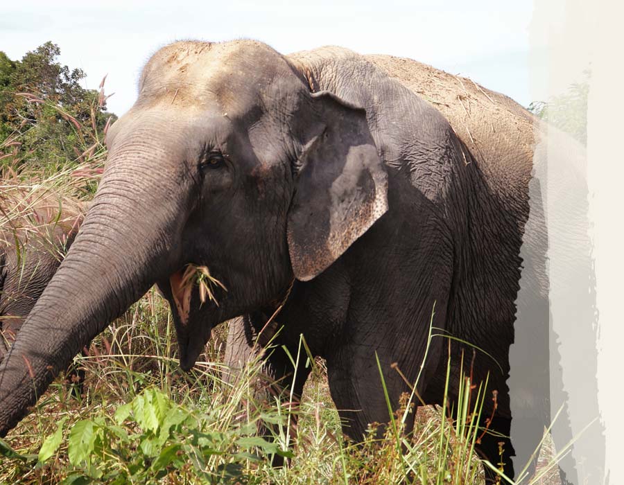 Photos-Elephants-ChiOle Chi Ole