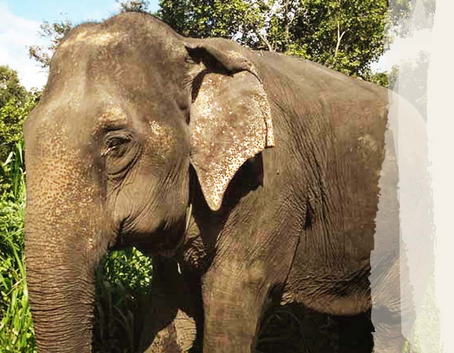 Photos-Elephants-ITokL Itok