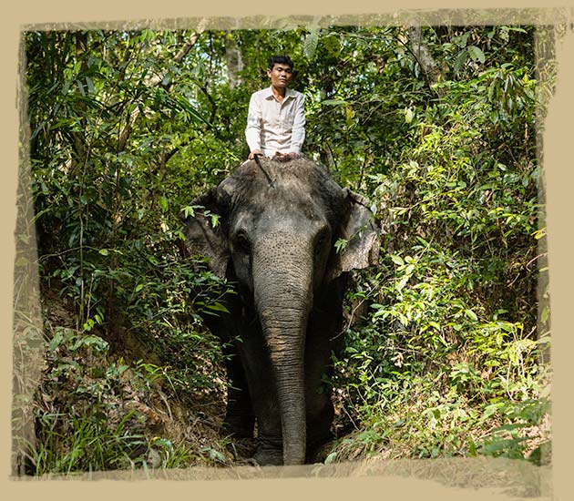 Visit us - Kulen Elephant Forest Sanctuary Siem Reap